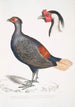 Faisan huppé à queue rousse Euplocomus erythrothalmus 2 Tête de faisan huppé argenté Euplocomus Nycthemerus - John Edward Gray — visning af kunstværket