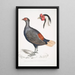 Faisan huppé à queue rousse Euplocomus erythrothalmus 2 Tête de faisan huppé argenté Euplocomus Nycthemerus - John Edward Gray — indrammet kunstværk på væggen