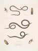 Calliophis grêle Calliophis gracilis 2 Maticora ligné Maticora lineata 3 Changulia à ventre blanc Changulia albiventer - John Edward Gray — visning af kunstværket
