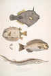 Monacanthe à épines Monacanthus Amanses Histrix 2 Poisson-coffre à nombreuses épines Ostracion Acarana auritus - John Edward Gray — visning af kunstværket