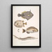 Monacanthe à épines Monacanthus Amanses Histrix 2 Poisson-coffre à nombreuses épines Ostracion Acarana auritus - John Edward Gray — indrammet kunstværk på væggen