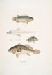 Anabas med spiny gællefinner Anabas spinosus 2 Coius med to pletter Coius binotatus 3 Tæppet skinnet Scina maculata - John Edward Gray — visning af kunstværket