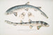 Requin barbu tacheté Scyllum maculatum Indien Mus Brit 2 Requin barbu ornamenteret Scyllum ornatum - John Edward Gray — visning af kunstværket