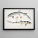 Requin barbu tacheté Scyllum maculatum Indien Mus Brit 2 Requin barbu ornamenteret Scyllum ornatum - John Edward Gray — indrammet kunstværk på væggen