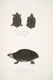 Tortue tachetée Emys Guttata Emys Hamiltonii 2 Tortue à cou épais Emys crassicollis - John Edward Gray — visning af kunstværket