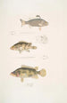 Pterapon med tre striber Pterapon trivittatus 2 Bedula skyet Bedula nebulosus 3 Bedula af Hamilton Bedula Hamiltonii - John Edward Gray — visning af kunstværket