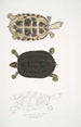 Tortue Thugi Emys Thugi - John Edward Gray — visning af kunstværket