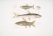 Carpe Tileo Cyprinus Tileo 2 Carpe de Richardson Cyprinus Richardsonii 3 Loche magnifique Botia grandis - John Edward Gray — visning af kunstværket