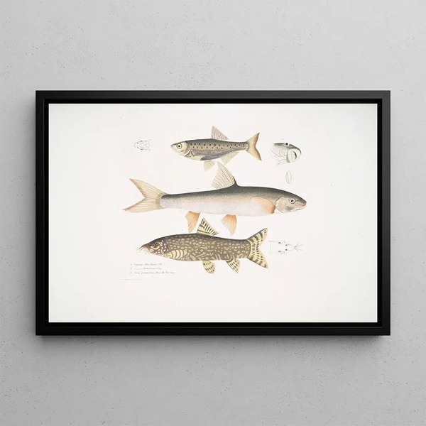John Edward Gray - 1 Tileo Carp Cyprinus Tileo 2 Richardsons Carp Cyprinus Richardsonii 3 Beautiful Loach Botia grandis.webp