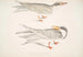 Sterne Ondulée Sterna brevirostris 2 Sterne à Bec Orange Sterna aurantia - John Edward Gray — visning af kunstværket