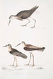 Bécasseau à queue blanche Totanus leucurus 2 Bécasseau allié Totanus affinis 3 Bécassine de Cawnpore Totanus Lathami - John Edward Gray — visning af kunstværket