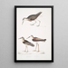 Bécasseau à queue blanche Totanus leucurus 2 Bécasseau allié Totanus affinis 3 Bécassine de Cawnpore Totanus Lathami - John Edward Gray — indrammet kunstværk på væggen