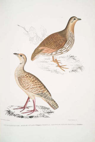 John Edward Gray - 1 Wood Partridge Perdix gularis 2 Oriental Partridge Perdix orientalis.webp