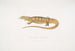 Varan gul (Monitor flavescens) - John Edward Gray — visning af kunstværket