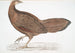 Faisan Argus Argus Paeoninus Pavoninus Kina - John Edward Gray — visning af kunstværket