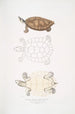 Tortue Batagur Emys Batagur - John Edward Gray — visning af kunstværket