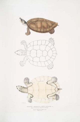 John Edward Gray - Batagur Terrapin Emys Batagur.webp