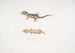 Beau Cyrtodactylus Cyrtodactylus pulchellus - John Edward Gray — visning af kunstværket