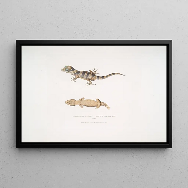 John Edward Gray - Beautiful Cyrtodactylus Cyrtodactylus pulchellus.webp