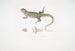 Penang Uromastix-maleri (Uromastix Bellii) af John Edward Gray — visning af kunstværket