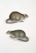 Rat des champs du Bengale Arvicola Bengalensis - John Edward Gray — visning af kunstværket