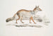 Renard Bengal Canis Vulpes Bengalensis Canis Kokree - John Edward Gray — visning af kunstværket