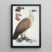 Vautour du Bengale Vultur Bengalensis 1 Tête de Vultur Pondicherianus 2 Tête de Vultur monarchus monachus - John Edward Gray — indrammet kunstværk på væggen