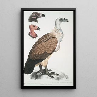John Edward Gray - Bengal Vulture Vultur Bengalensis 1 Head of Vultur Pondicherianus 2 Head of Vultur monarchus monachus.webp