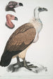 Vautour du Bengale Vultur Bengalensis 1 Tête de Vultur Pondicherianus 2 Tête de Vultur monarchus monachus - John Edward Gray — visning af kunstværket