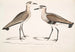 Bécasseau à ventre noir, Charadrius ventralis Wagleri, han og hun, Cawnpore januar 1798 - John Edward Gray — visning af kunstværket