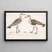 Bécasseau à ventre noir, Charadrius ventralis Wagleri, han og hun, Cawnpore januar 1798 - John Edward Gray — indrammet kunstværk på væggen