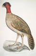 Faisan à tête noire Phasianus melanocephalus Femelle - John Edward Gray — visning af kunstværket