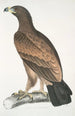 Aigle brun Aquilla fusca - John Edward Gray — visning af kunstværket