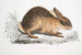 Lièvre chinois Lepus Sinensis - John Edward Gray — visning af kunstværket