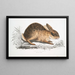 Lièvre chinois Lepus Sinensis - John Edward Gray — indrammet kunstværk på væggen