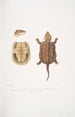 Tortue à grosse tête chinoise Platisternon megacephalus Kina - John Edward Gray — visning af kunstværket