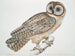 Hibou chinois Strix sinensis - John Edward Gray — visning af kunstværket
