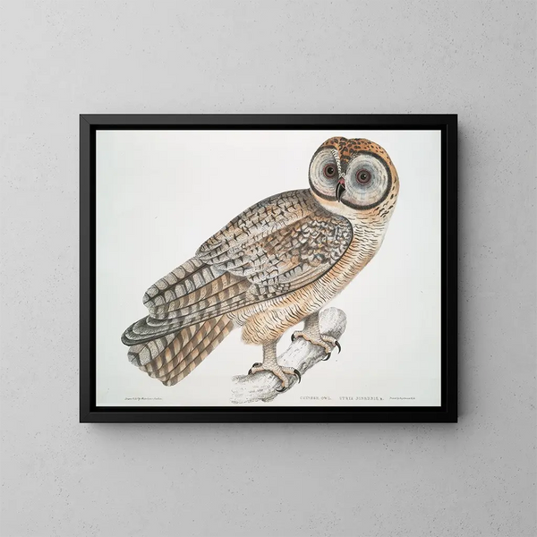 Hibou chinois Strix sinensis - John Edward Gray — indrammet kunstværk på væggen