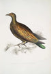 Pigeon tippeté chinois Columba Gouldioe - John Edward Gray — visning af kunstværket