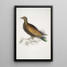 Pigeon tippeté chinois Columba Gouldioe - John Edward Gray — indrammet kunstværk på væggen