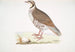 Perdrix choukar Perdix chukar Indien naturlig størrelse - John Edward Gray — visning af kunstværket