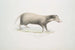 Civette à collier Mydaus collaris - John Edward Gray — visning af kunstværket