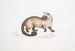 Crosss Paradoxurus Paradoxurus Crossii - John Edward Gray — visning af kunstværket