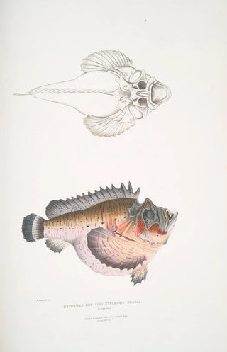 John Edward Gray - Deformed Hog Fish Synanaceia grossa Singapore.webp