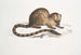 Paradoxurus paradoxurus Hamiltonii du Dr Hamilton - John Edward Gray — visning af kunstværket