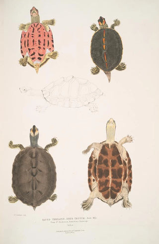 John Edward Gray - Eaved Terrapin Emys tectum.webp