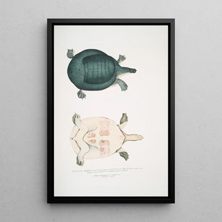 John Edward Gray - Egyptian Trionyx Tryonix gyptiacus var Indica Ganges called Sewteree sometimes grows to 240 lbs.webp