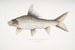Carpe rocheuse falciforme Cyprinus Bangana falcata - John Edward Gray — visning af kunstværket