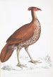 Faisan huppé à dos de feu poule Euplocomus ignitus - John Edward Gray — visning af kunstværket