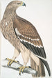 Aigle royal Aquilla imperialis hun - John Edward Gray — visning af kunstværket